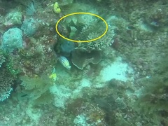 Plectorhinchus vittatus