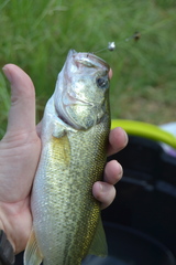 Micropterus salmoides