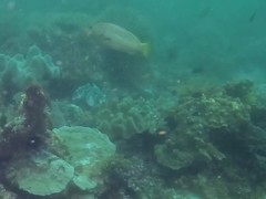 Diagramma melanacrum