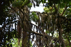 Caryota urens