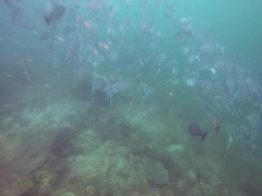 Caranx sexfasciatus