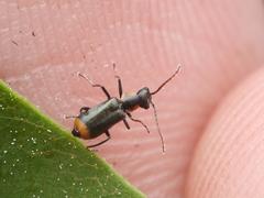 Axinotarsus marginalis