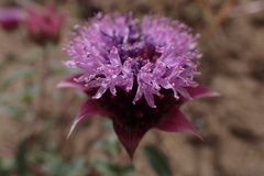 Monardella breweri breweri