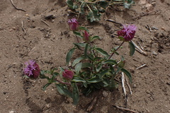 Monardella breweri breweri