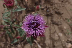 Monardella breweri breweri