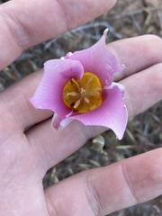 Calochortus nuttallii