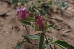 Monardella breweri breweri