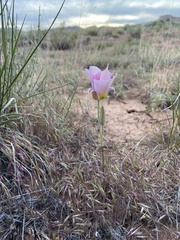 Calochortus nuttallii