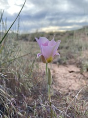 Calochortus nuttallii