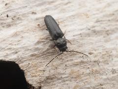 Microrhagus pygmaeus