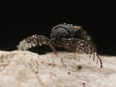 Microrhagus pygmaeus