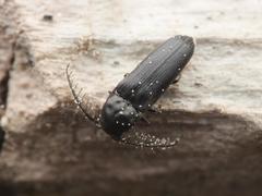 Microrhagus pygmaeus