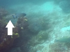 Anyperodon leucogrammicus