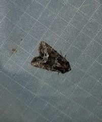 Oligia strigilis