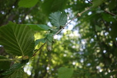 Apoderus coryli