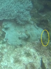 Lutjanus semicinctus