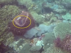 Myripristis chryseres