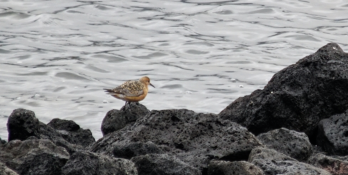 Pobrežník hrdzavý (Calidris canutus)