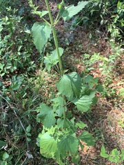 Ageratina jucunda