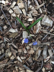 Scilla siberica