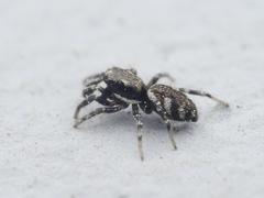 Salticus zebraneus