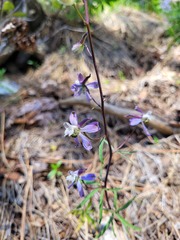 Delphinium lineapetalum