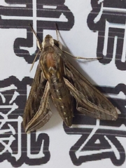 Hippotion velox