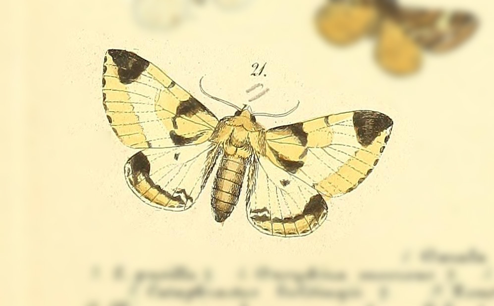 Pachyplastis apicalis