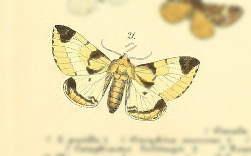 Pachyplastis apicalis