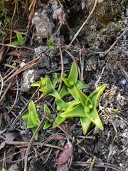 Pinguicula alpina