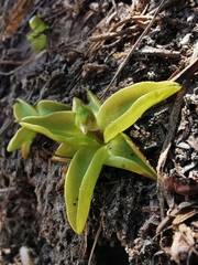 Pinguicula alpina