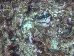 Cetoscarus ocellatus