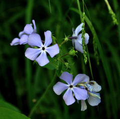 Phlox divaricata laphamii