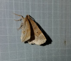 Metarranthis indeclinata