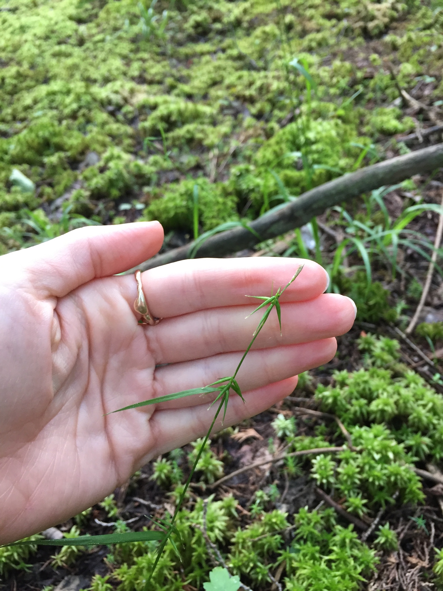 Carex collinsii
