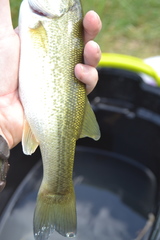 Micropterus salmoides