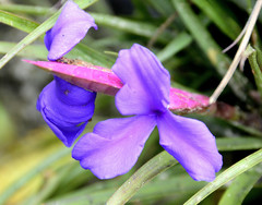 Wallisia cyanea