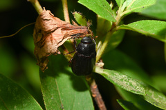 Holotrichia
