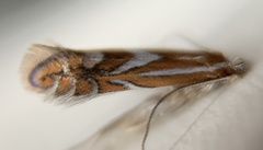 Phyllonorycter propinquinella