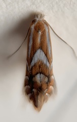 Phyllonorycter propinquinella