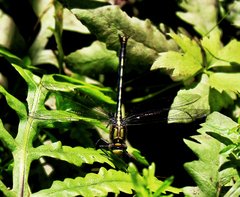 Arigomphus cornutus