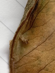Phyllonorycter propinquinella