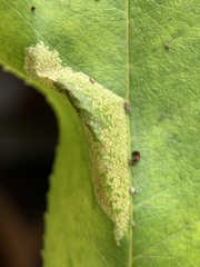 Phyllonorycter propinquinella