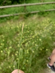 Carex sylvatica
