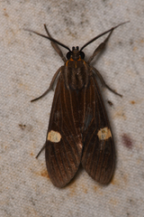 Aclytia punctata