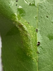 Phyllonorycter propinquinella