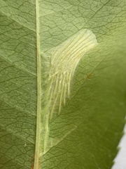 Phyllonorycter propinquinella