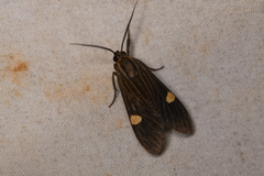 Aclytia punctata