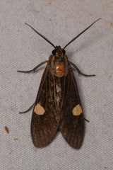 Aclytia punctata