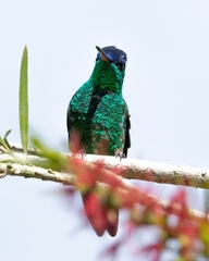 Saucerottia cyanifrons